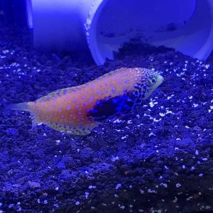 My beautiful Divided Leopard Wrasse