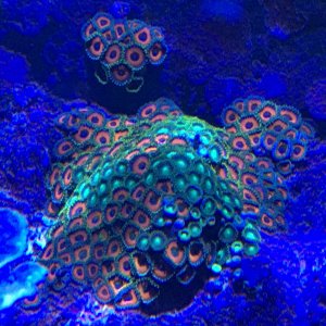 Zoa Colony