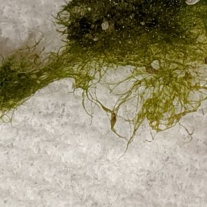 Algae