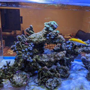 Algae before blackout