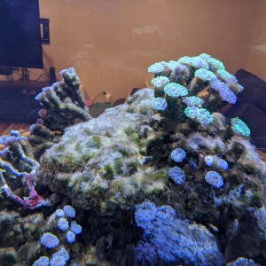 Algae before blackout