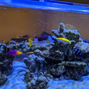 Algae before blackout