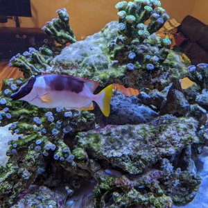 Algae after blackout