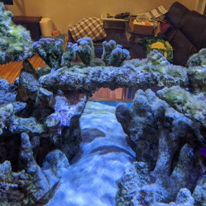 Algae after blackout