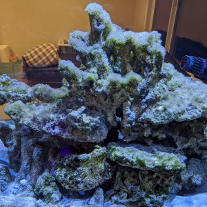 Algae after blackout