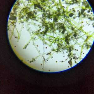 Dinos under microscope
