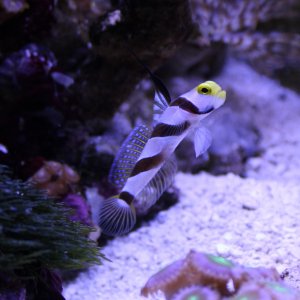 goby full.JPG