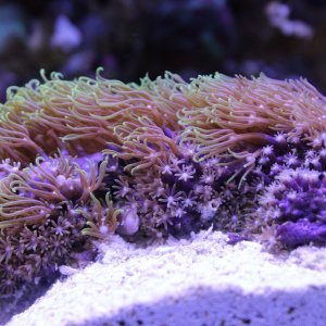 star polyps.JPG