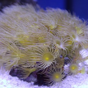 yellow polyp.JPG