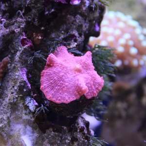 Red Mushroom Coral.JPG