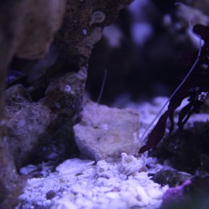 tube worm.jpg