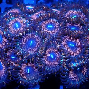 Zoa.jpg