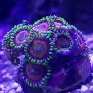 Zoa purchased at FAMAS