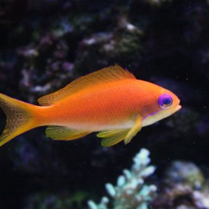 13F FEMALEANTHIAS-1.JPG