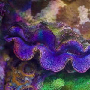 Maxima Clam