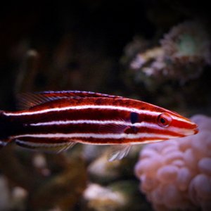 Peppermint Hogfish