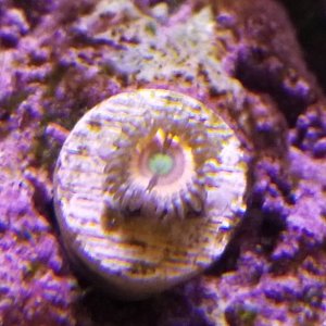 CB hppc zoa