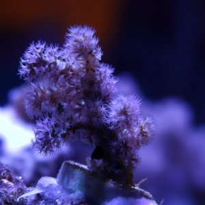 Purple with yellow polyps?