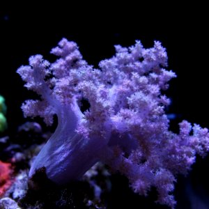 Blue with purple polyps