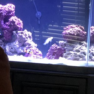 New Reef Setup