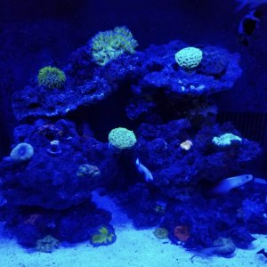 BIOCUBE 32