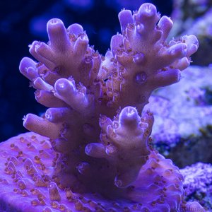 Coral