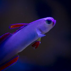 Purple Firefish