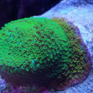 Rainbow Montipora Frag