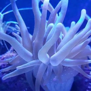 anemone eating.jpg
