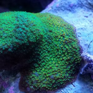 Rainbow Montipora