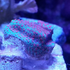 Pink Polyp Porites