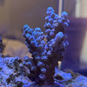 Acropora chesterfieldensis