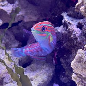 Christmas Wrasse