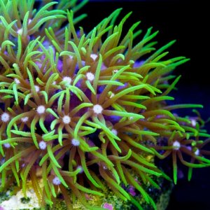 green-star-polyps-2.jpg