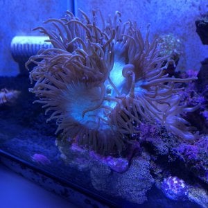 Blue Tip Torch Coral.jpg