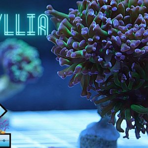 Euphyllia coral care and tips