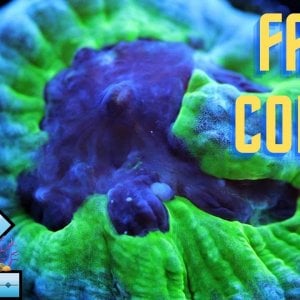 Favia coral care and tips