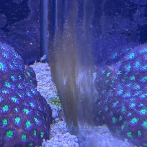 algae1.jpg