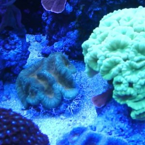 Saltwater Reef Aquarium