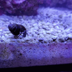 Hermit Kicking Amphipod
