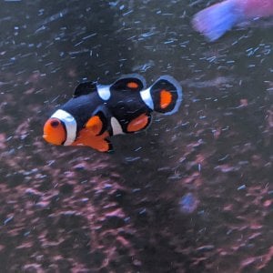 clownfish1.jpg