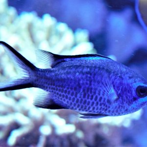 Chromis cyaneus 2.jpg