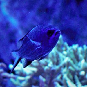 Chromis cyaneus 3.jpg