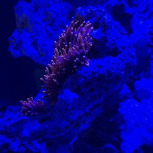 Bubble Tip Anemone