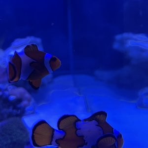 Unknown clownfish breeds