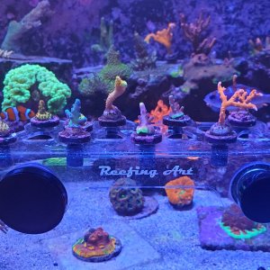 Sps frags