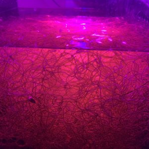 CA75F767-3D92-4991-9165-260F121A8722.jpeg
