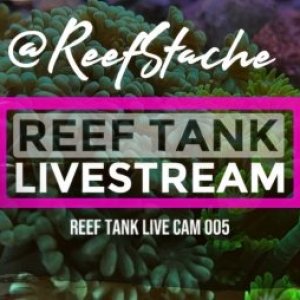 reefstache_reef_tank_live_web_cam.jpg