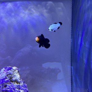 Fishie