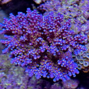 Allstar acropora